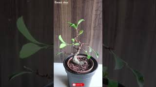 Ficus Retusa Pruning Styling amp Caring  Bonsai ideas shorts [upl. by Hsilgne270]