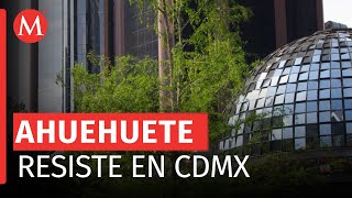 El ahuehuete de Reforma se vea más verde que nunca [upl. by Orimlede]