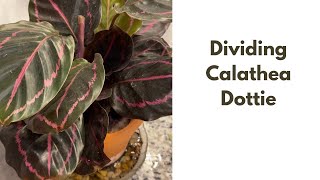 Episode 30 Propagation Calathea Dottie How to Successfully Divide your Calathea Dottie [upl. by Arutak]