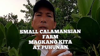 MAGKANO PUHUNAN AT KITA NG MALIIT NA KALAMANSIAN FARM [upl. by Helm]