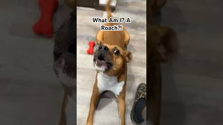 What Am I A Roach funny shorts viral dog [upl. by Arat]