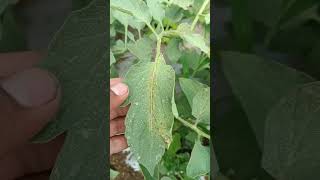 VIROSIS en el CULTIVO de tomate [upl. by Pfister]