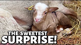 A surprise RED TRIPLET LAMB born over 8 HOURS LATER  Vlog 684 [upl. by Mayfield]