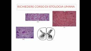 NEUROANATOMIA  LEZIONE 1 DI 20  COSA SAPERE PRIMA DI STUDIARE NEUROANATOMIA [upl. by Yve]