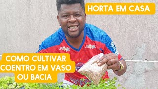 COMO CULTIVAR COENTRO EM VASO OU BACIA EM CASA [upl. by Ytirehc]