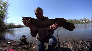 Bowfin Fishing With LiveCut Bluegill [upl. by Wally]