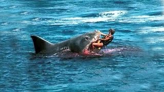 Top 3 Shark Attacks In Hawaii  Top 3 Horrific Shark Attacks  Great White Shark [upl. by Suiramad129]