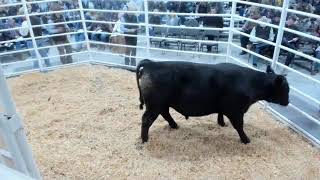 03 20 23 Hinkles Prime Cut Bull Sale [upl. by Cram]