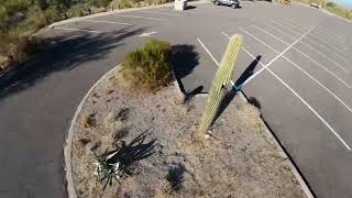 Saguaros at Phon D [upl. by Itnuahsa823]