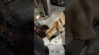 My stray friends🐾shortsvideo reelscutepetsshorts [upl. by Ayisan]