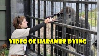 HARAMBE DEATH FOOTAGE HARAMBE KILLED ON CAMERA DICKSOUTFORHARAMBE [upl. by Haym959]