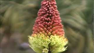 Feature Plants  Kniphofia uvaria Red Hot Poker [upl. by Edita]