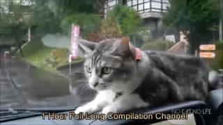 10 hours cat compilation [upl. by Josefa]