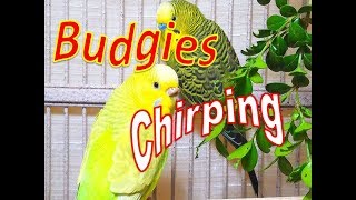 157 Min Budgies Chirping Happy Parakeets Sounds From Summer Heat [upl. by Horwitz835]