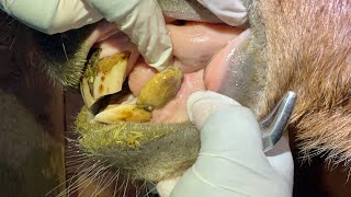 Removing Tartar From An Equine Tooth [upl. by Llerrej]