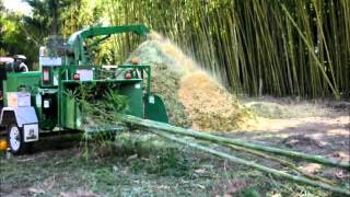 Chipping bamboo at Bamboo Land Australia [upl. by Blanc]