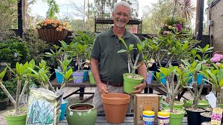 Learn How to Grow Plumerias with Steve Hampson [upl. by Aynav]