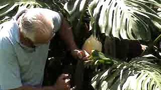 Monstera Deliciosa Jam Recipe Natures Laxative [upl. by Anelaj]