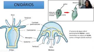 Biologia C  Poríferos Cnidários e Platelmintos [upl. by Simone]