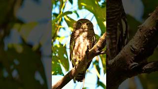 Asian Barred Owlet owlet owl raptor [upl. by Yrrej]