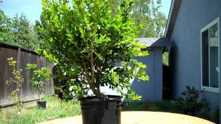 How I created The Walking Boxwood Bonsai Part 1 Pruning [upl. by Hitchcock774]