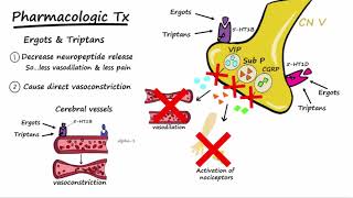 Migraines  Pathophysiology amp Treatment Described Concisely [upl. by Nagek]