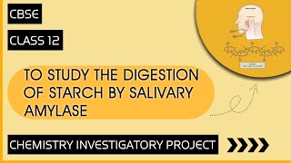 Chemistry Investigatory Project on To Study the Digestion of Starch by Salivary Amylase [upl. by Tremain]