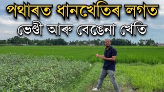 পথাৰত ধানখেতিৰ লগতে ভেণ্ডীবেঙেনাৰ খেতি । Multilayer farming in Assam। Okra Farming । Pranjal Gogoi [upl. by Aehtna]