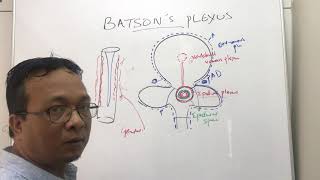 Batson venous plexus Batson veins [upl. by Kissee833]