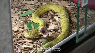 Episode 1085 Variable Bush Viper and Blue Insularis [upl. by Aday]