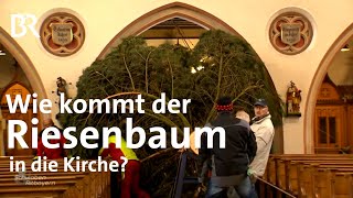 Der Christbaum von Wallersdorf Passt der Riese in die Kirche  Schwaben amp Altbayern  BR [upl. by Dayle]