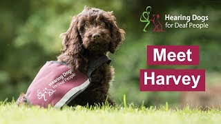 Meet hearing Dog Harvey [upl. by Budwig]