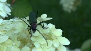 Moschusbockkäfer Longhorn Beetle Aromia moschata Cerambycidae [upl. by Waldman]