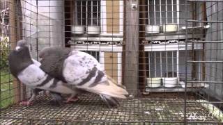 Dun Pouter  Pigeon Dance Pairing [upl. by Ettelra]