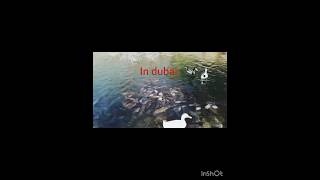 Al Rafisah pond fish shorts travel dubai [upl. by Baun]