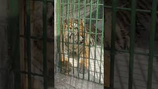 Siberian tiger roaring Tiger shortsvideo shorts tiger beast pets cyberia cyberian [upl. by Genny]