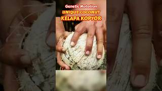 Why Kopyor Coconut is the Most Unique Coconut Youll Ever Taste coconut exoticfruitplants foodie [upl. by Dnaloy]