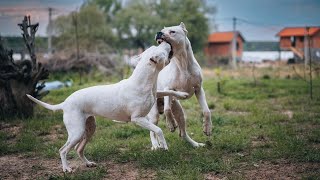 Dogo Argentino  Fighting Dog To Champion [upl. by Akkahs]