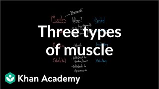 Three types of muscle  Circulatory system physiology  NCLEXRN  Khan Academy [upl. by Monreal]