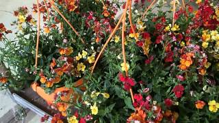 Diascia in hanging pots [upl. by Rouvin]