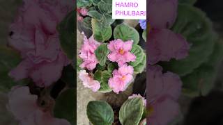 MOST BEAUTIFUL FLOWERS OF WINTER AFRICAN VIOLET CARE IN 1 MINUTES [upl. by Inod]