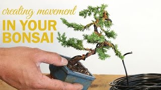 How to Create a Bonsai with Movement  Wiring a bonsai tree trunk [upl. by Ireva]