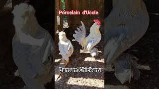 Bantam Chickens Porcelain dUccle chicken duccle bantamchickens [upl. by Aisyle]