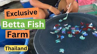 Largest Betta Fish Farm in Thailand  See How They Breed Them [upl. by O'Donovan]