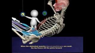 The Proper Technique for a SitUp 3D Animation of Muscles in Motion [upl. by Jerrol]