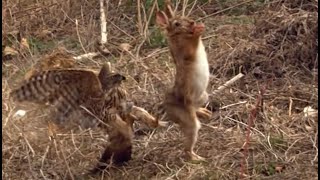 Goshawk tries to kill a rabbit goshawkrabbithunting [upl. by Yzdnil465]