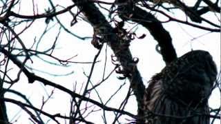 Barred Owls Hooting To Each Other [upl. by Yarehs]