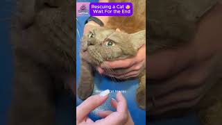 Rescuing a Kitten with Parasites in Its Eye CatRescue RescueCat [upl. by Rilda756]