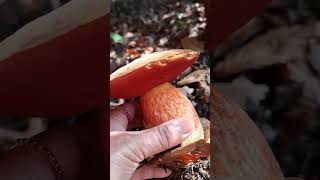 A family of Flockenstieliger HexenRöhrlindFlakyStemmed Witch Bolete mushroom RedFooted Boletus [upl. by Ynehpets]