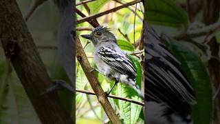 Canto da choca de sooretama no Parque Estadual do Rio Doce [upl. by Farny]